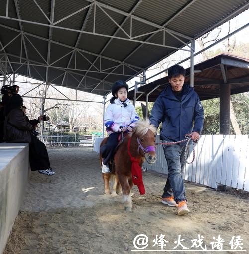 【场面】新春寻“马”:上海动物园首次引入小矮马 【场面】新春寻“马”:上海动物园首次引入小矮马